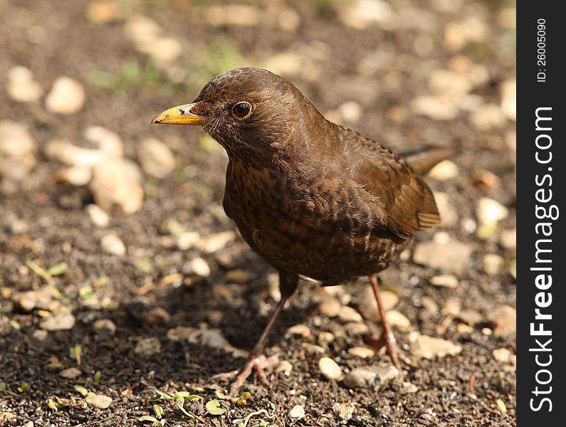 Close up of a female Blackbird  looking for worms to feed her young