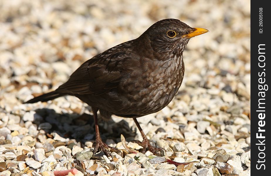 Close up of a female Blackbird looking for worms to feed her young