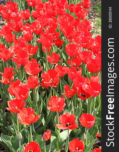 A lot of bright red tulips on a sunny spring day