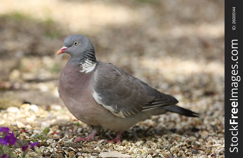 Portrait of a male Woodpigeon