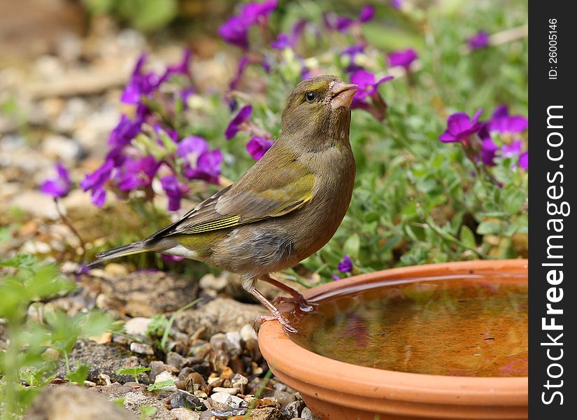 Close up of a Greenfinch drinking water