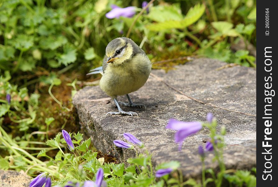 Close up of a baby Blue Tit