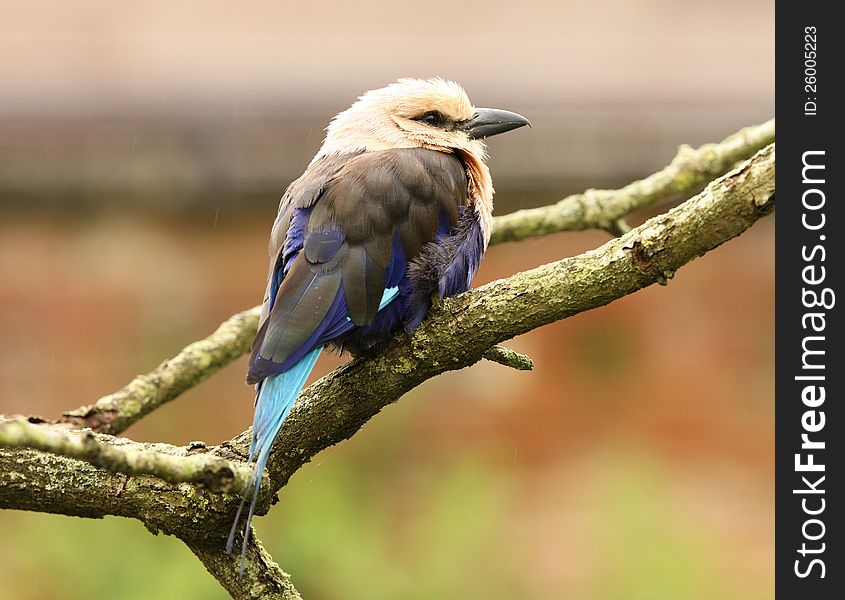 Portrait of a Blue Winged Kookaburra