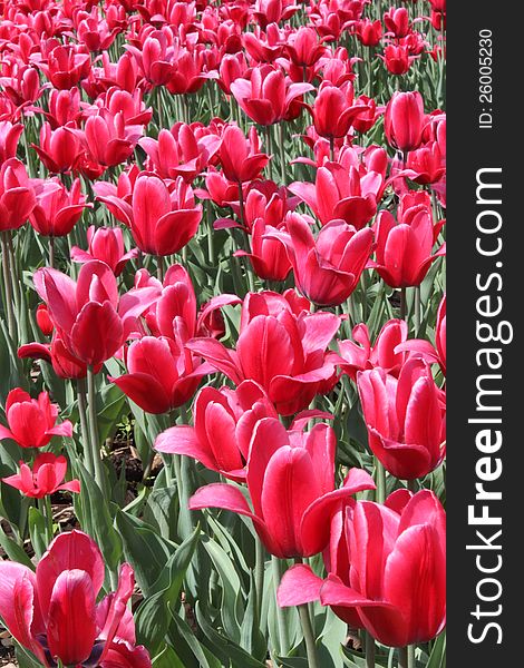 A lot of bright red tulips on a sunny spring day