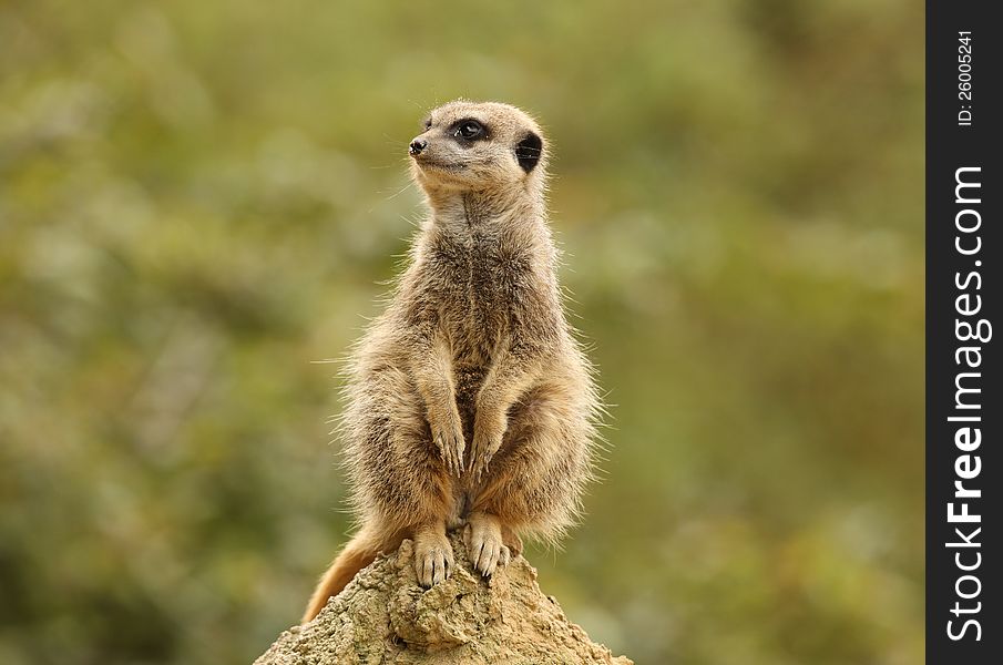 Close up of a male Meerkat standing guard in the rain