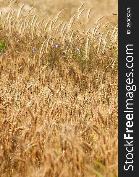 Sunny wheat field with grown ears