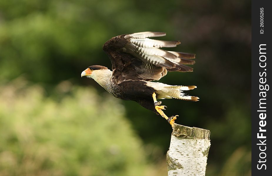 Close up of a Caracara taking off on a tree stump