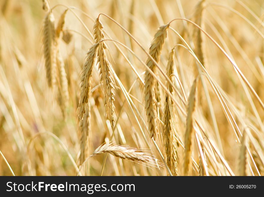 Sunny wheat field with grown ears