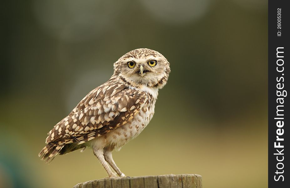 Close up of a Burrowing Owl