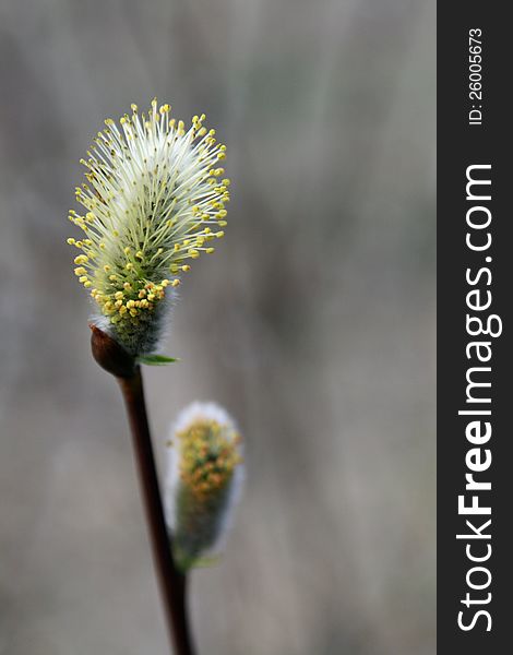 Yellow catkin blossom at spring