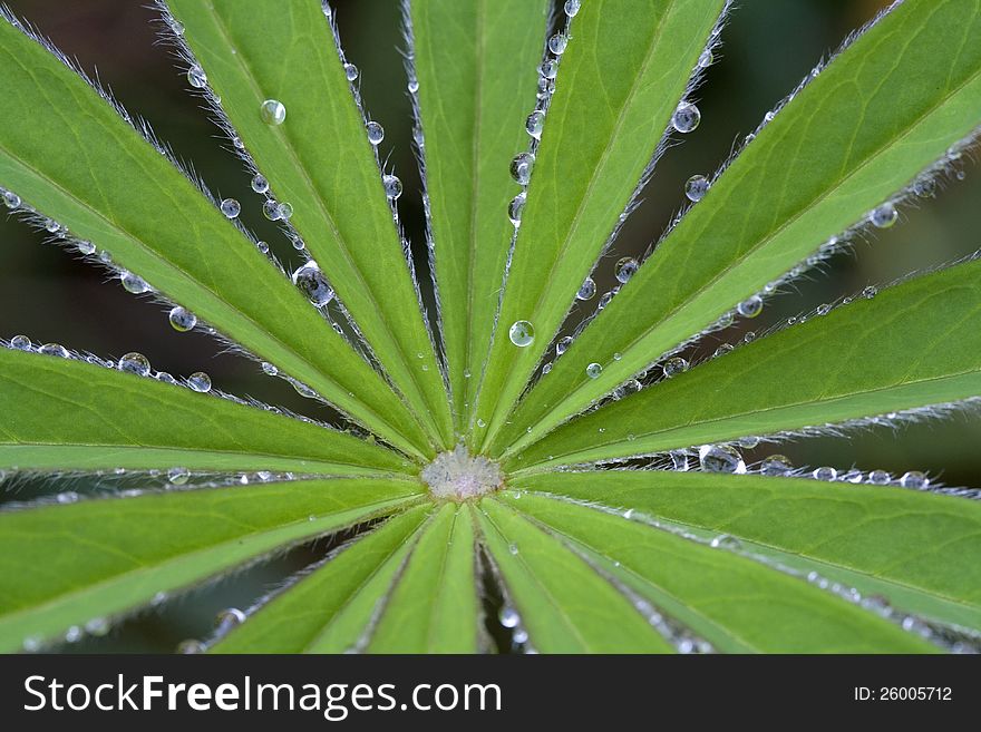 Water drops on leaves of a green plant