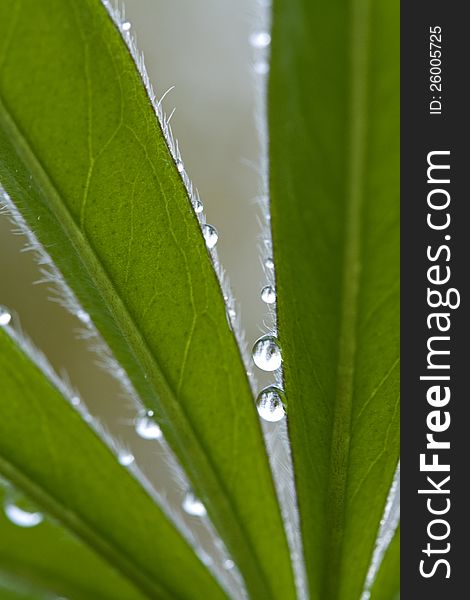 Waterdrops on leaves of a green plant