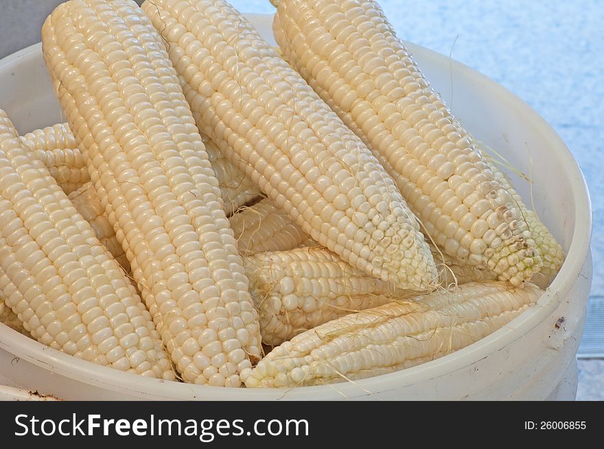 Fresh Picked Corn In A Bucket