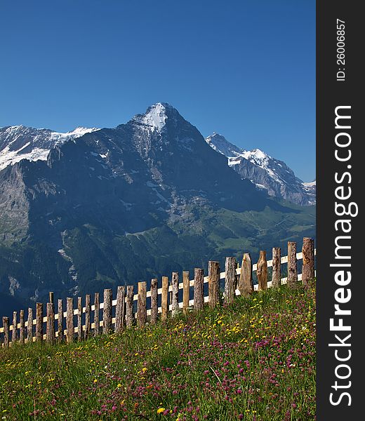 Meadow With Flowers In Front Of The Eiger