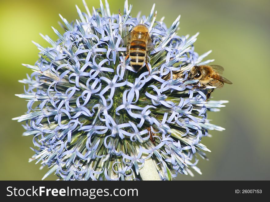 Bees On Thistle