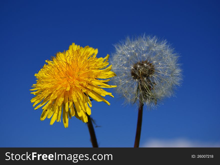 Old and young dandelion