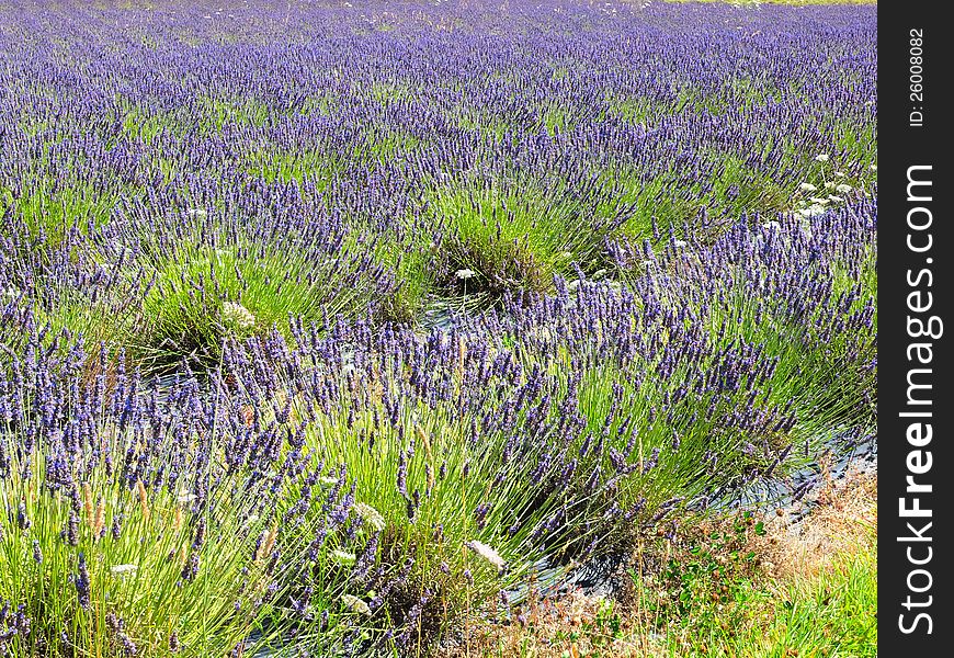 Lavender field in bloom under summer sun. Lavender field in bloom under summer sun