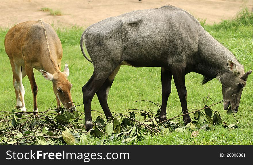 Two different type of deers grazing at the zoological park. Two different type of deers grazing at the zoological park