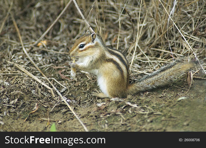 Chipmunk gnawing pieces of fish in the woods