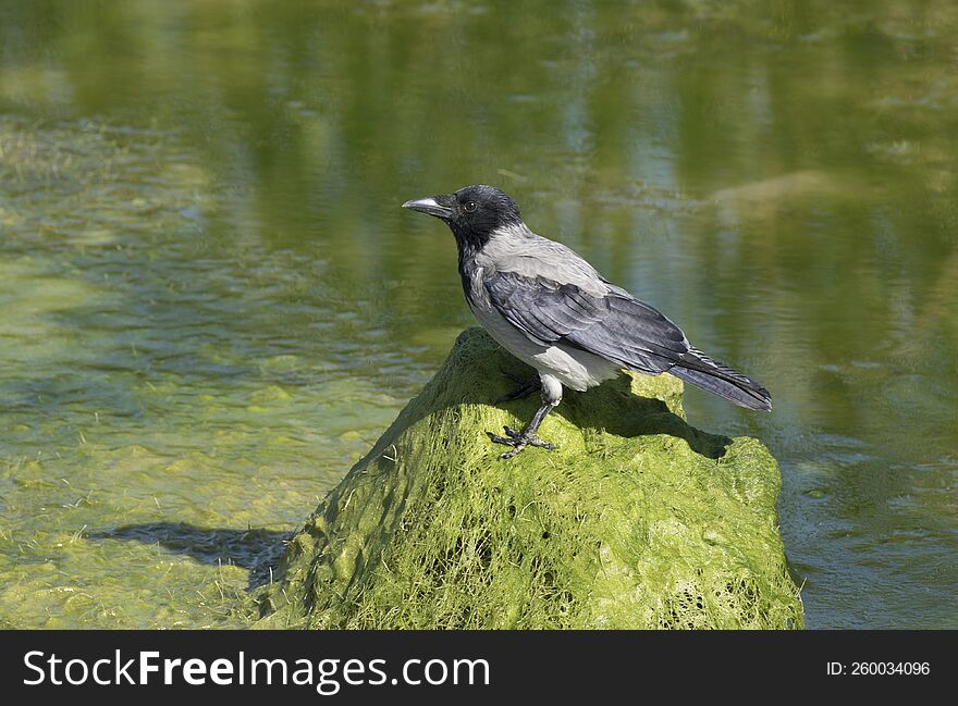 A Hooded Crow Perching On A Alg-covered Stone