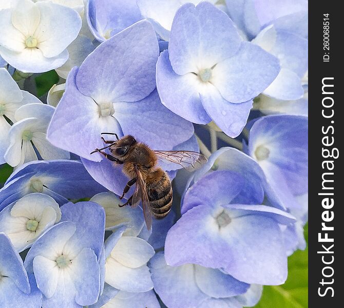 А bee sits on a hydrangea flower