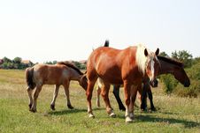 Horses Stock Images Horses Stock Images