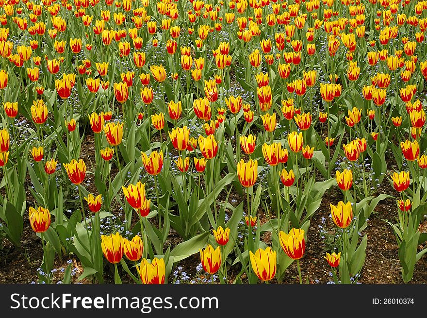 Field of yellow and red tulips in full bloom. Field of yellow and red tulips in full bloom