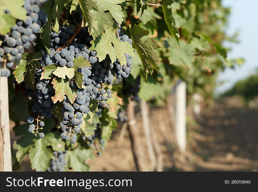 Rows of blue grapes and autumn vine leaves