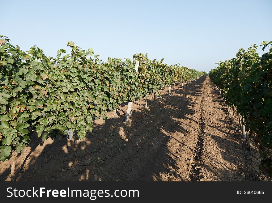 Rows of blue grapes and autumn vine leaves