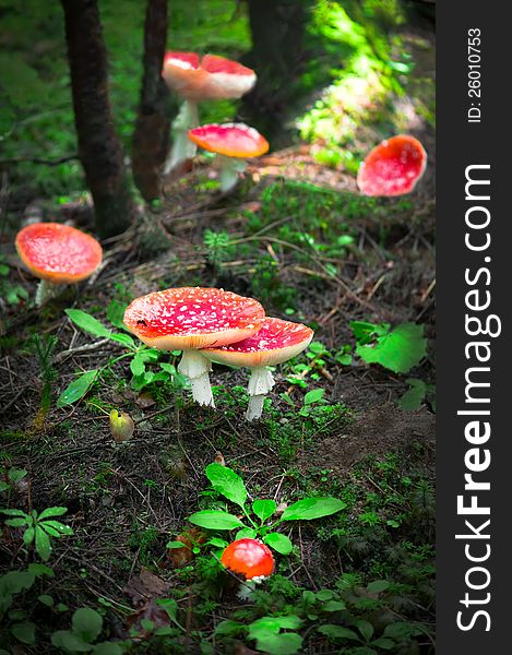 Fly agaric mushrooms in forest. Shallow depth of field