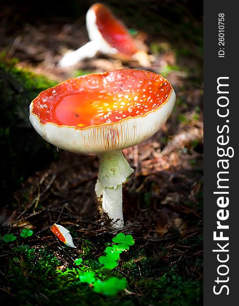 Fly agaric mushrooms in forest. Shallow depth of field