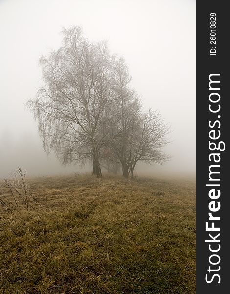 Two trees are lost in the autumn mist in the background. Two trees are lost in the autumn mist in the background