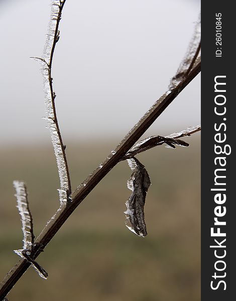 Frosted Stem