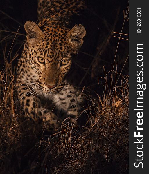 Female leopard in night in the spotlight with reflection in eyes. Female leopard in night in the spotlight with reflection in eyes