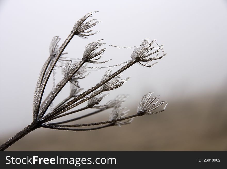 Dry flower in winter, ice-covered. Dry flower in winter, ice-covered