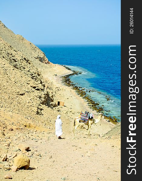 Cameleer leading a camel along the coast of Red sea