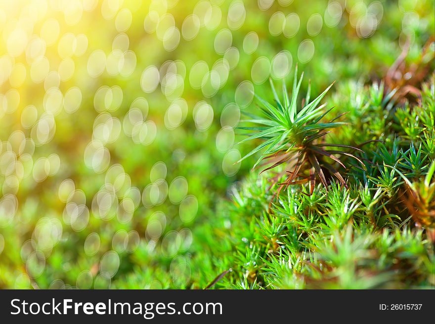 Green grass background with sun beam and bright boukeh