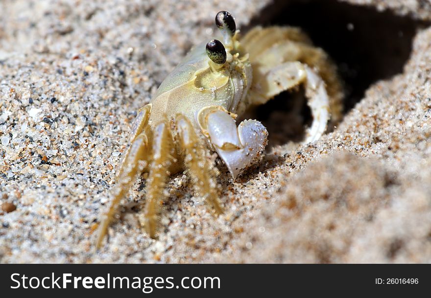 Sand crab clearing out its hole on a Florida beach.  Image is focused on the creature's eyes.