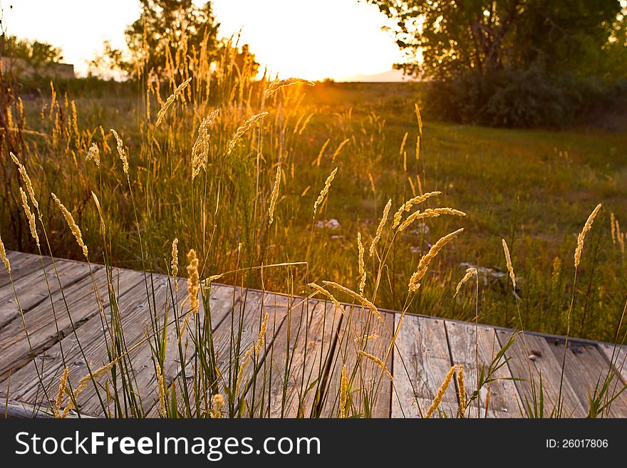 An old weathered wooden dock in a sunny field. An old weathered wooden dock in a sunny field.