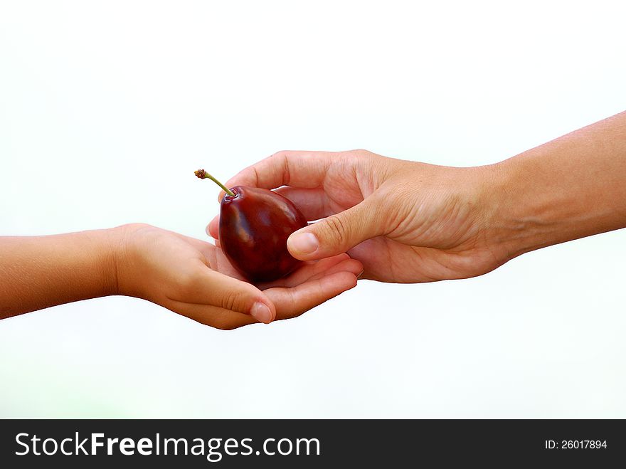 Plum From Hand