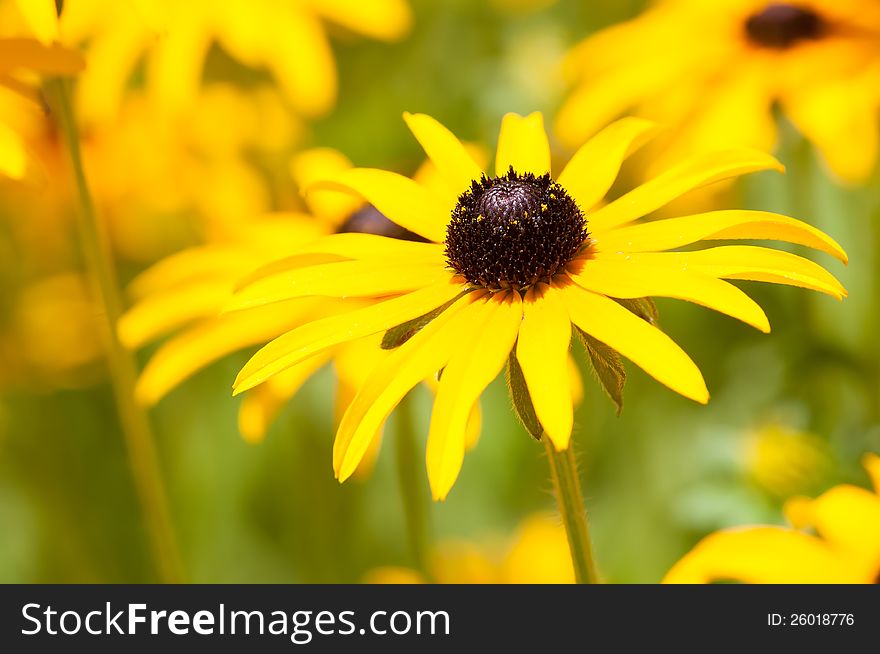 Nice yellow camomile among others