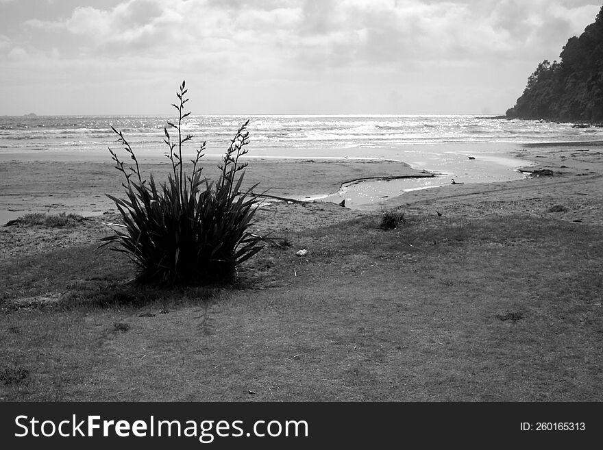 black and white beach estry