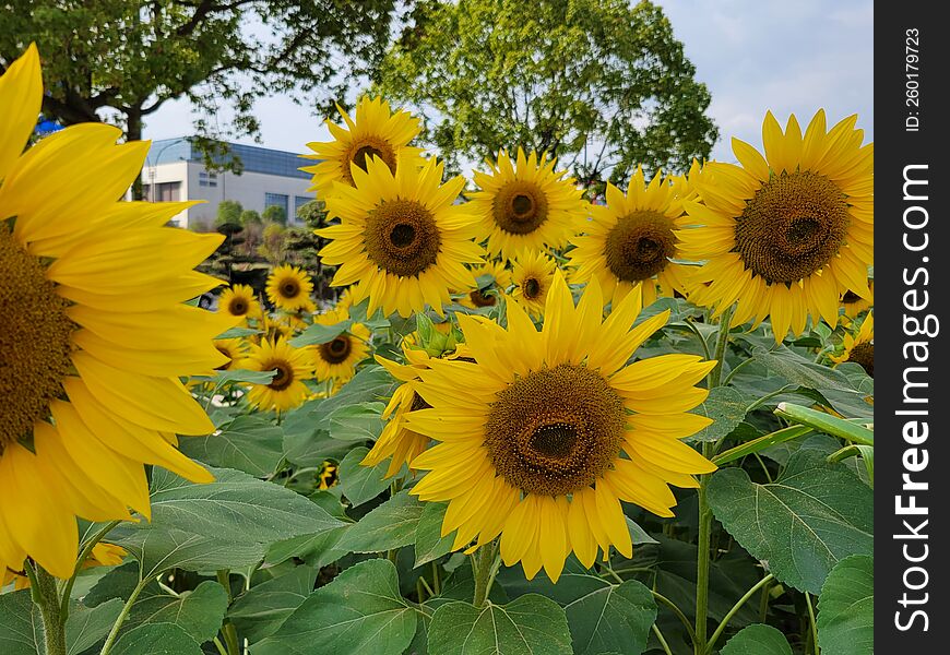 Sunflower Garden In Jinhua City