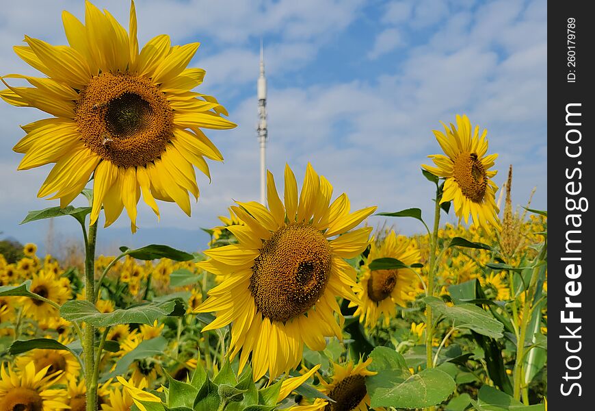 Colourful sunflower 🌻 garden in Jinhua