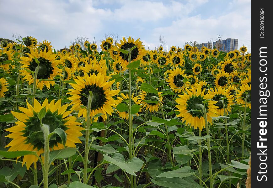 Sunflower field, Autumn in Jinhua