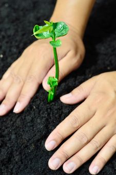 Planting For Forest Royalty Free Stock Photos Planting For Forest Royalty Free Stock Photos