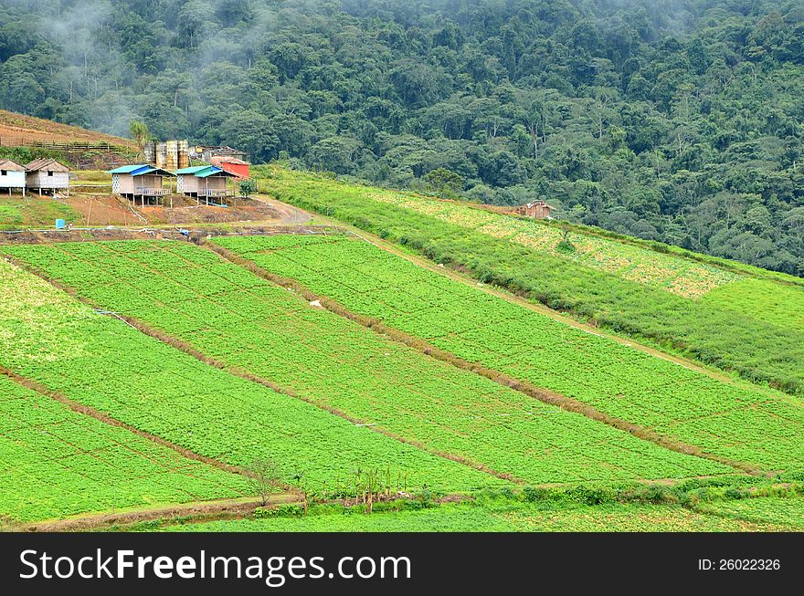 The cultivated area at 1,768 meters above sea level, Phuthapboek Thailand. The cultivated area at 1,768 meters above sea level, Phuthapboek Thailand.