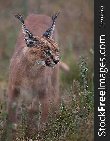 The adult caracal is living in captivity and are in fantastic condition.