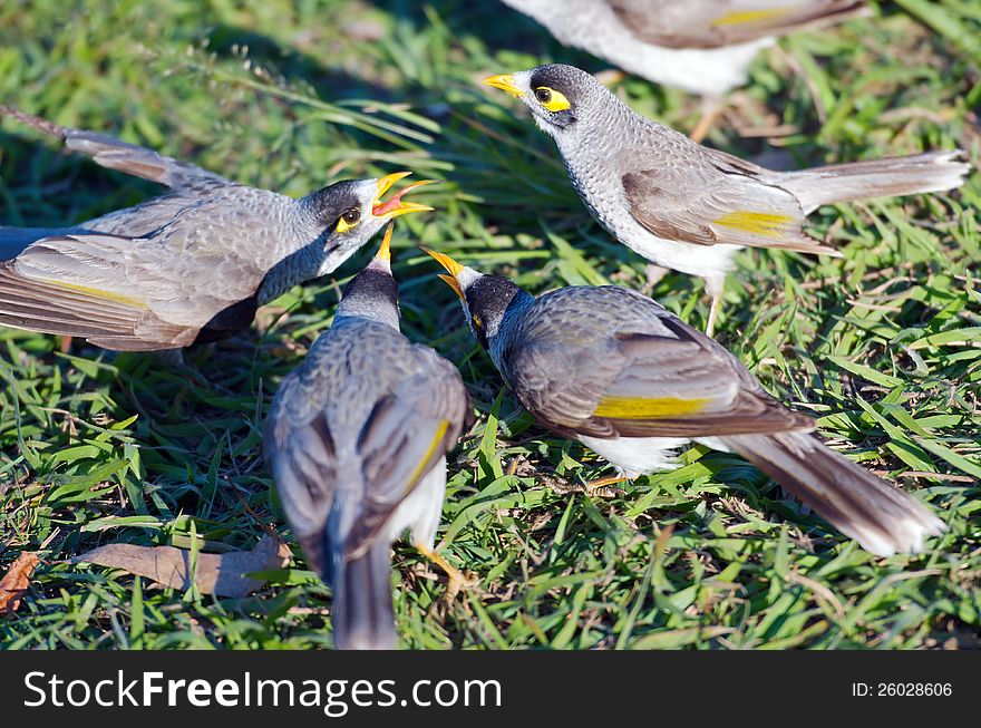 Group of noisy miners on the grass; the noisy miner (Manorina melanocephala) is a vocal and gregarious bird in the honeyeater family Meliphagidae and is endemic to eastern and south-eastern Australia.