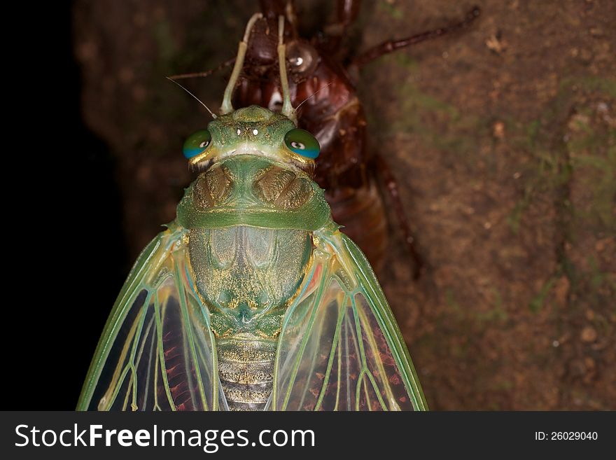 A bright green cicada leaving its exoskeleton at night in the rainforest in Tawau Hills Park, Sabah, Malaysia. A bright green cicada leaving its exoskeleton at night in the rainforest in Tawau Hills Park, Sabah, Malaysia.